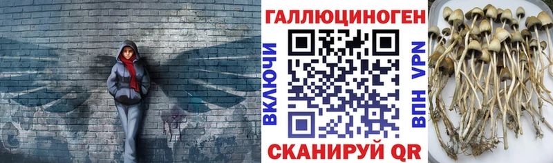 Купить  Морозовск  Галлюциногенные грибы Magic Shrooms 